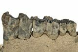 Fossil Woolly Rhino (Coelodonta) Jaw Section - Siberia #225190-2
